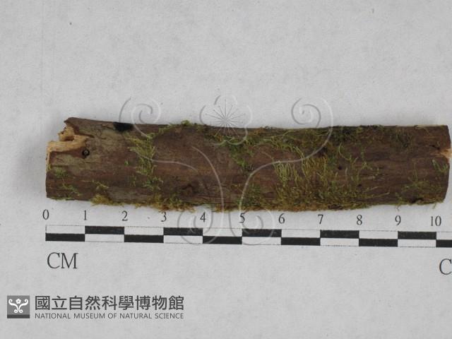 登錄號:F0028329藏品圖，第1張