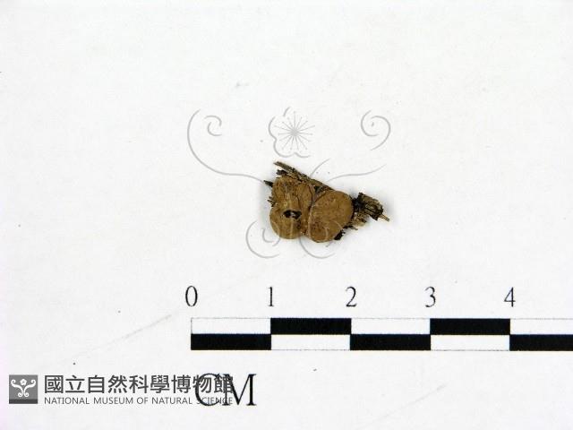 登錄號:F0008329藏品圖，第1張