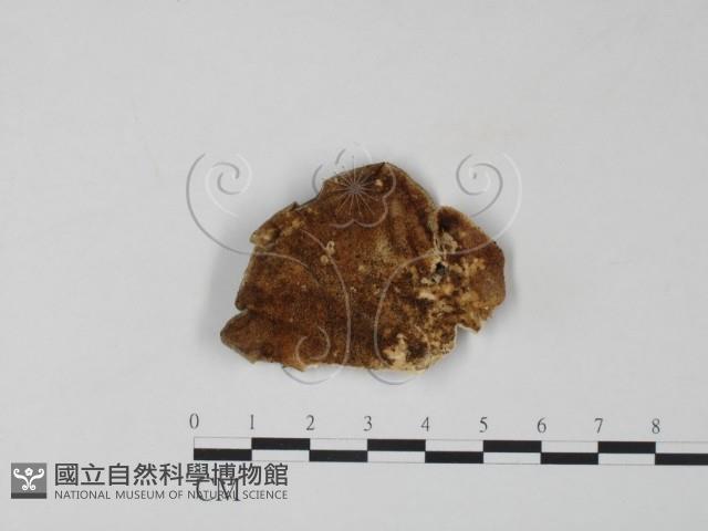 雲芝藏品圖，第1張