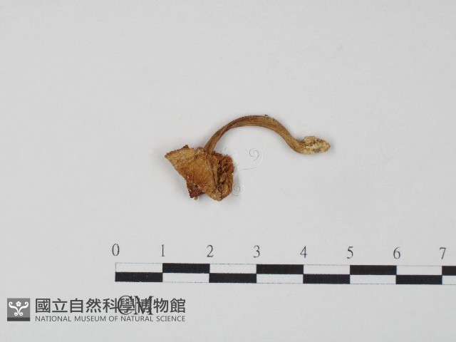 登錄號:F0004329藏品圖，第1張