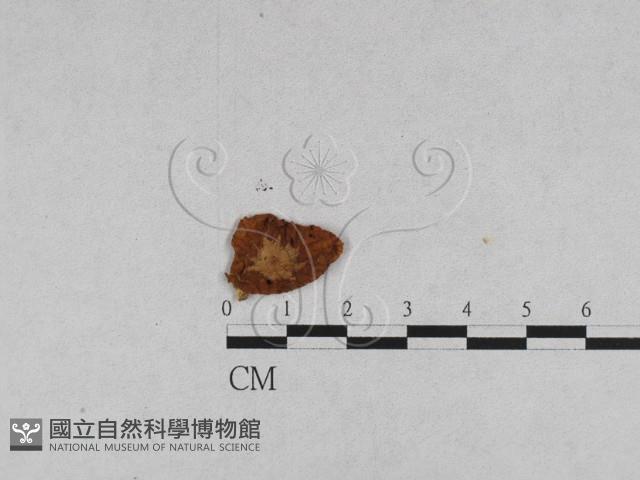 登錄號:F0014329藏品圖，第1張