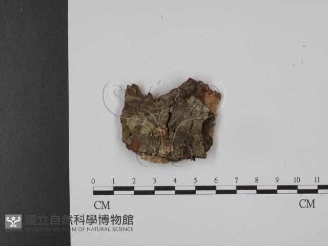 登錄號:F0007329藏品圖，第1張