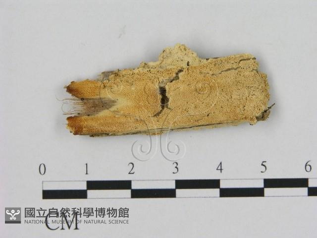 登錄號:F0017329藏品圖，第1張