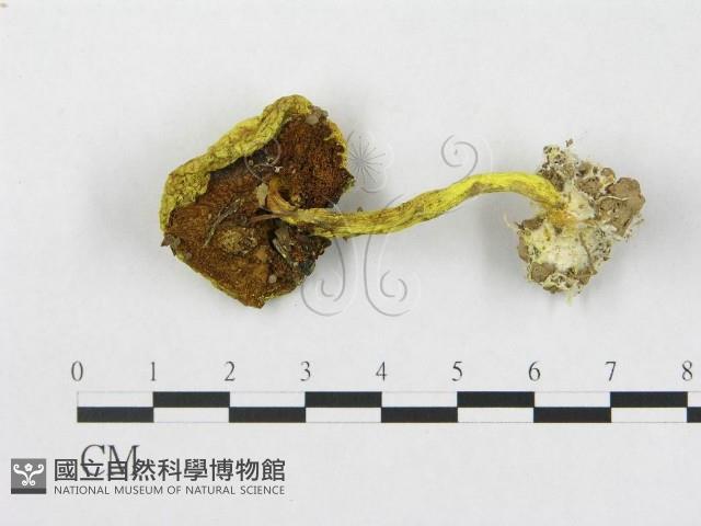 登錄號:F0003329藏品圖，第1張