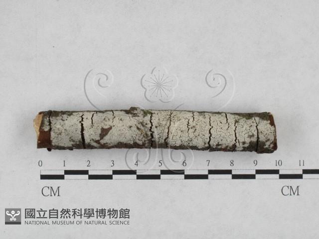登錄號:F0028209藏品圖，第3張