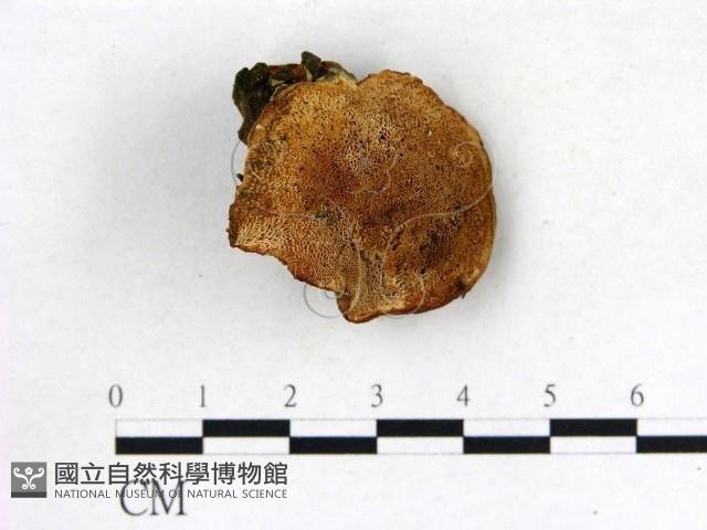 登錄號:F0008209藏品圖，第1張