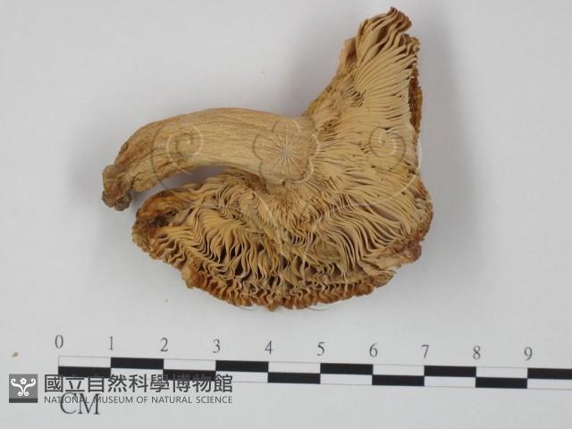 登錄號:F0020209藏品圖，第1張