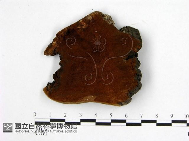 登錄號:F0006209藏品圖，第1張