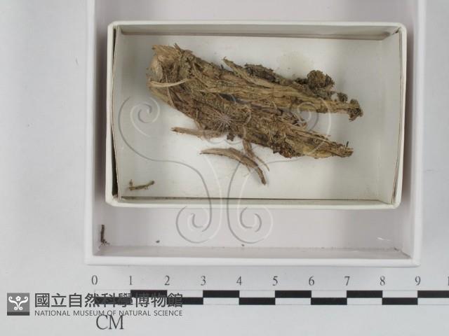 登錄號:F0021209藏品圖，第1張
