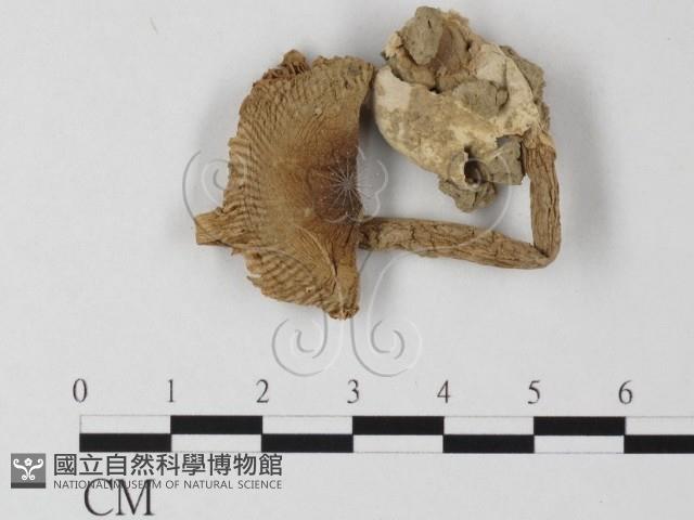 登錄號:F0011209藏品圖，第1張