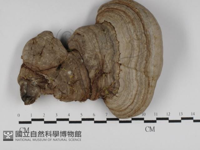 多年臥孔菌屬藏品圖，第1張