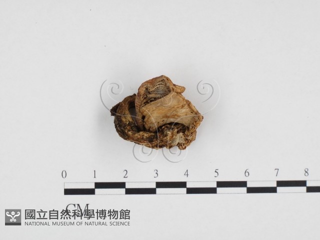 登錄號:F0024209藏品圖，第1張