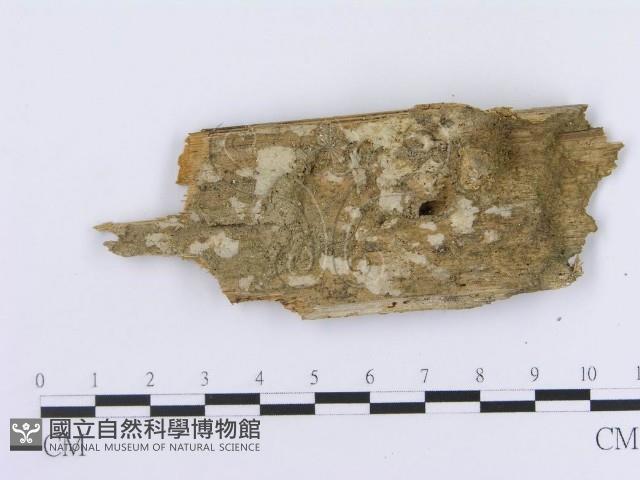 登錄號:F0004209藏品圖，第1張