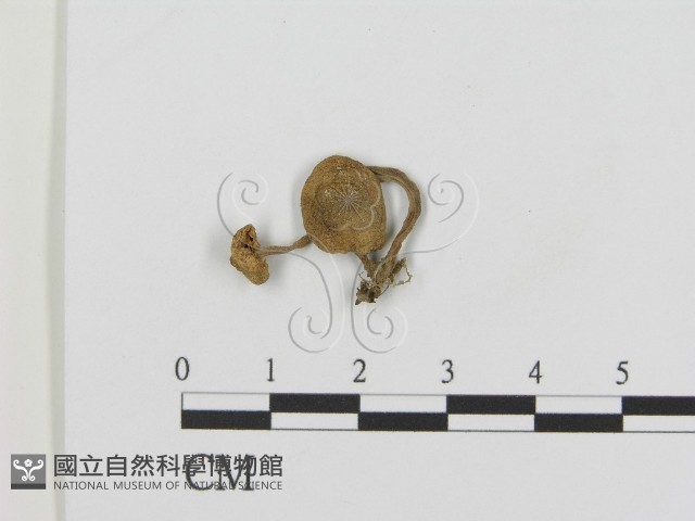 登錄號:F0014209藏品圖，第1張