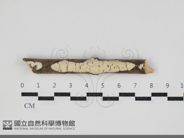 登錄號:F0034209藏品圖，第1張