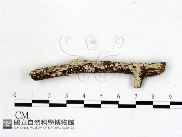 登錄號:F0022209藏品圖，第1張