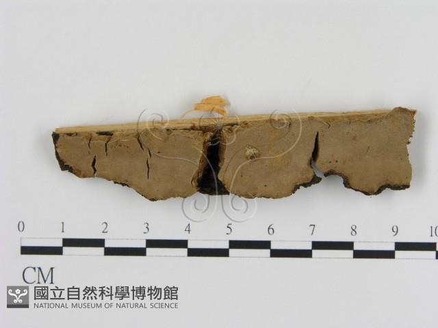 刺革菌屬藏品圖，第1張