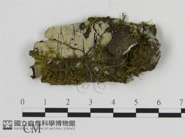 絲齒菌屬藏品圖，第1張