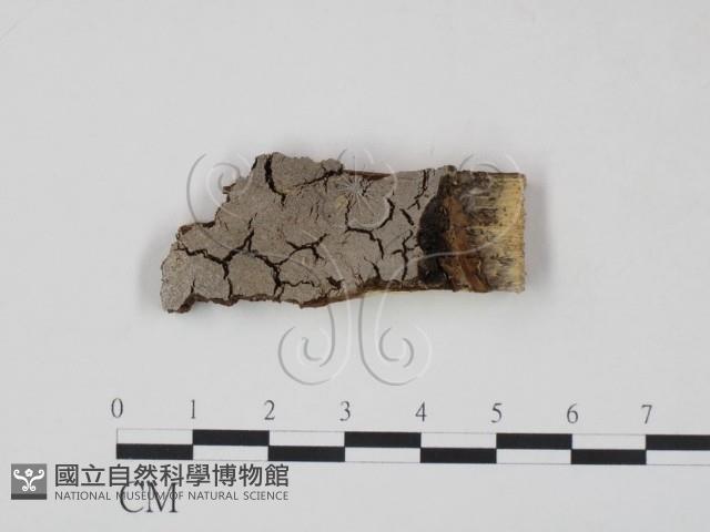 登錄號:F0007209藏品圖，第1張