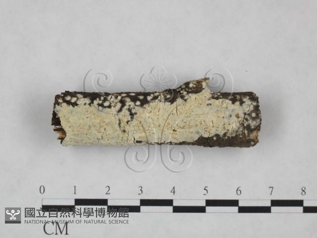 登錄號:F0025209藏品圖，第1張