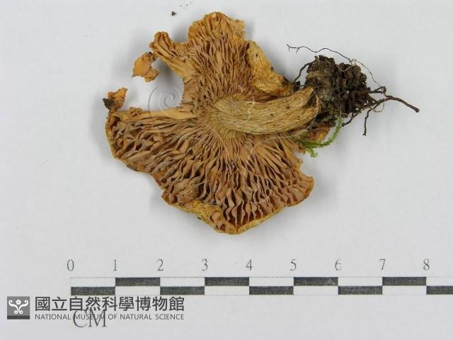 紅菇屬藏品圖，第1張