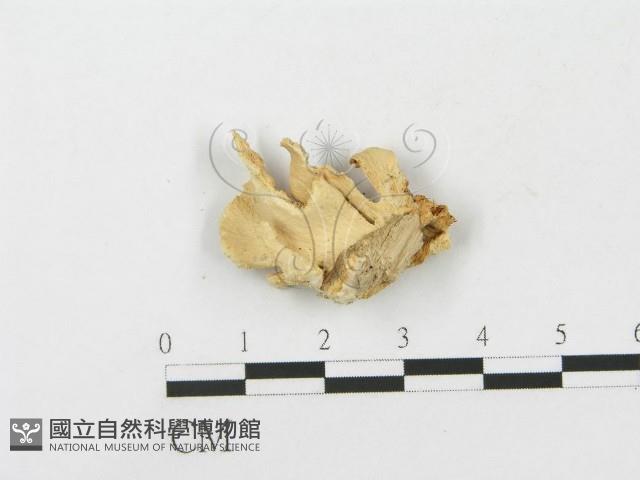 登錄號:F0015209藏品圖，第1張