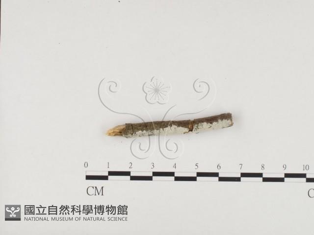 冇骨消絲齒菌藏品圖，第1張