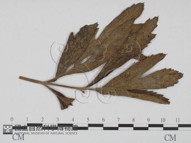 登錄號:F0019209藏品圖，第1張