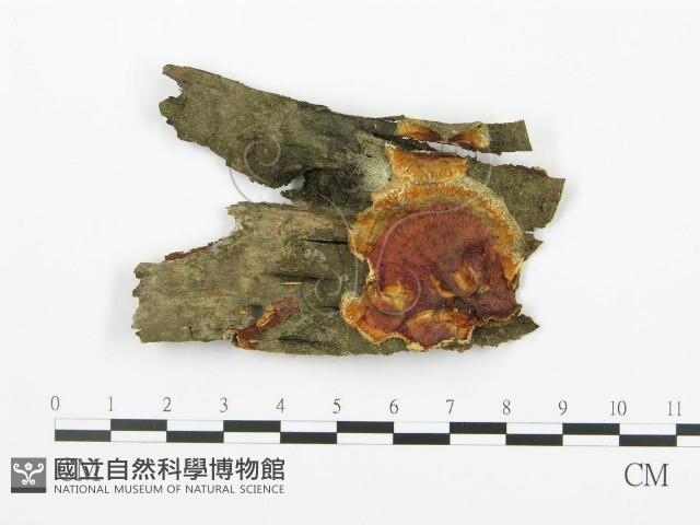 登錄號:F0003209藏品圖，第1張