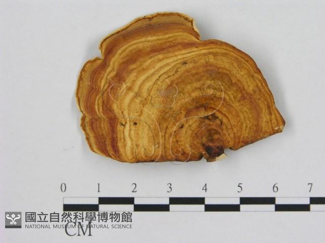 相鄰小孔菌藏品圖，第1張