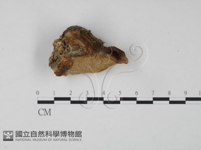 登錄號:F0018809藏品圖，第1張