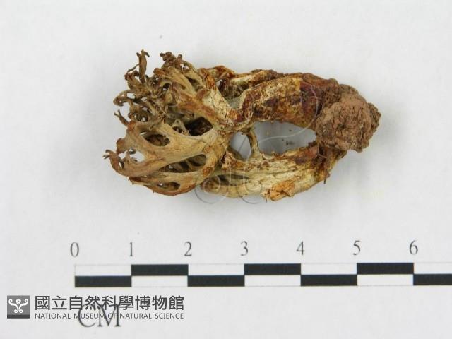 登錄號:F0007809藏品圖，第1張