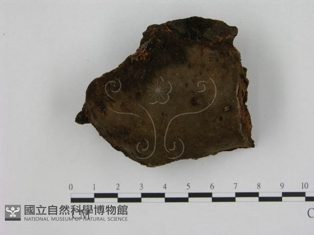 登錄號:F0015809藏品圖，第1張