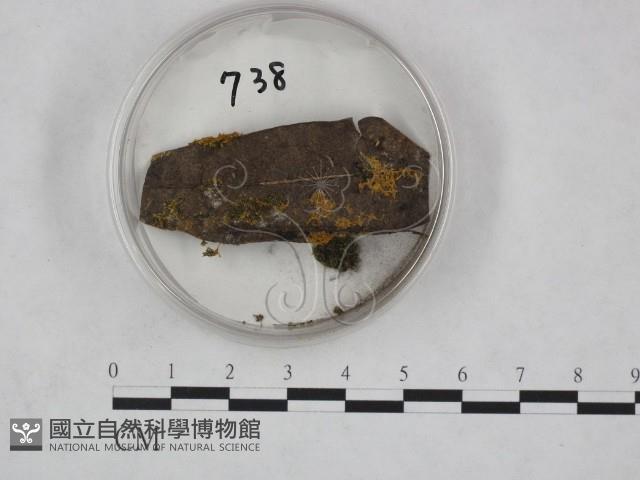 登錄號:F0009809藏品圖，第1張