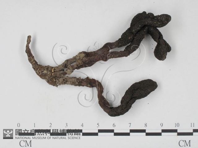 登錄號:F0008909藏品圖，第1張