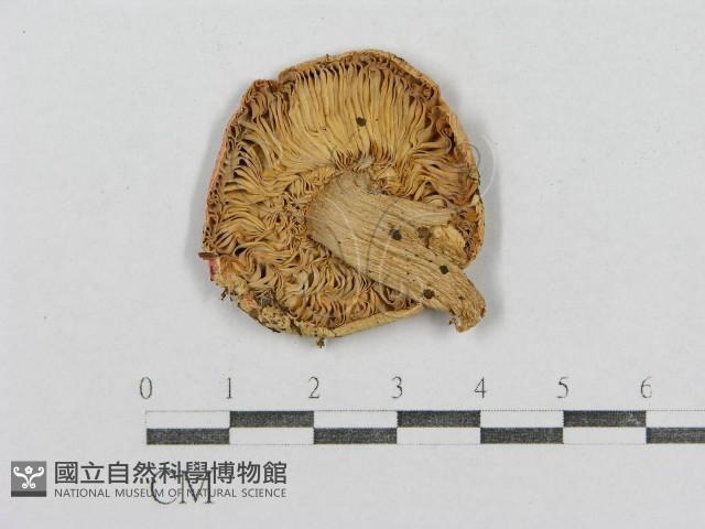 紅菇屬藏品圖，第1張