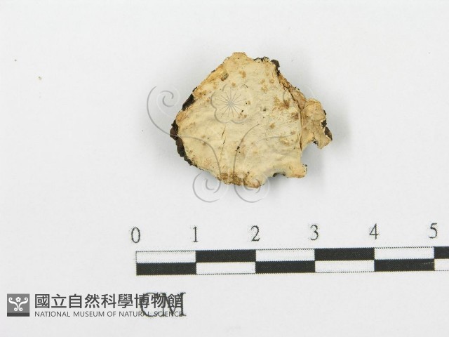 登錄號:F0007909藏品圖，第1張