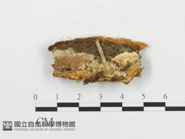 登錄號:F0005909藏品圖，第1張