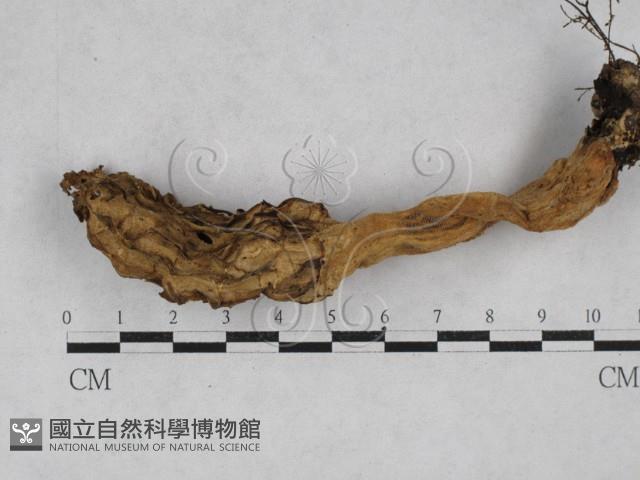 登錄號:F0028609藏品圖，第1張