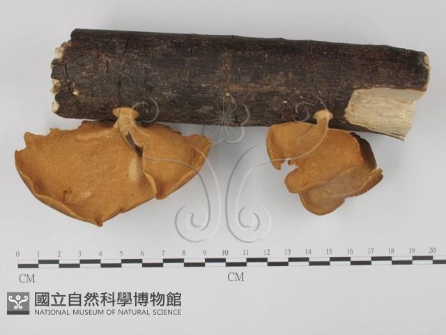 多孔菌屬藏品圖，第1張