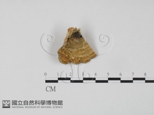 登錄號:F0006609藏品圖，第1張