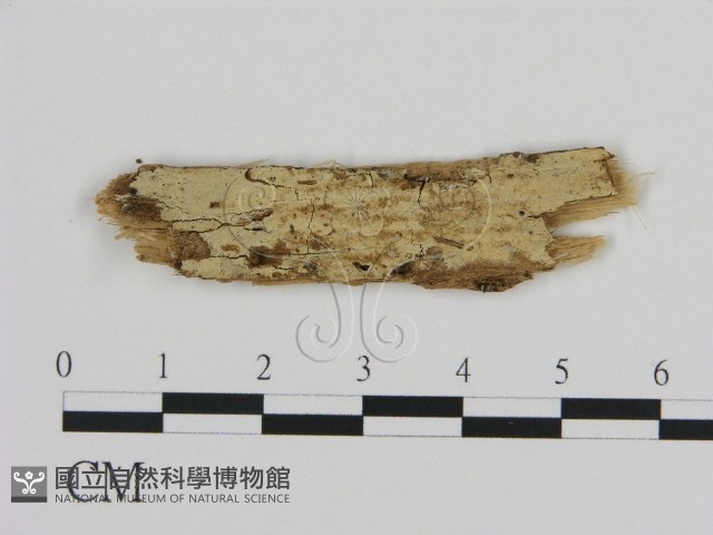 登錄號:F0016609藏品圖，第1張