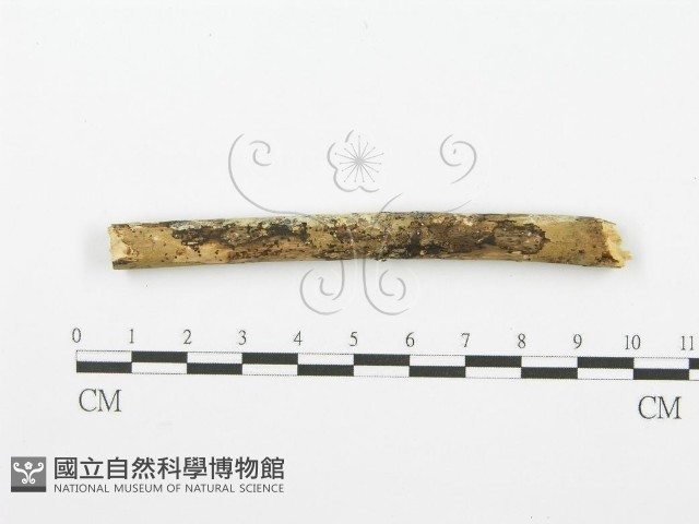 齒耳菌屬藏品圖，第1張
