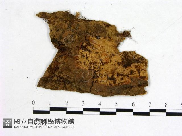 登錄號:F0011609藏品圖，第1張
