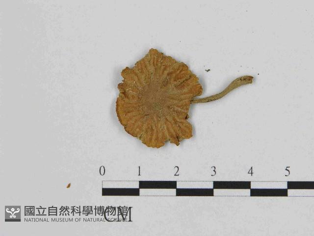 登錄號:F0014609藏品圖，第1張