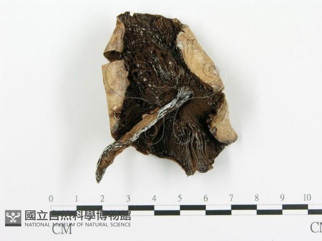 傘菌屬藏品圖，第1張