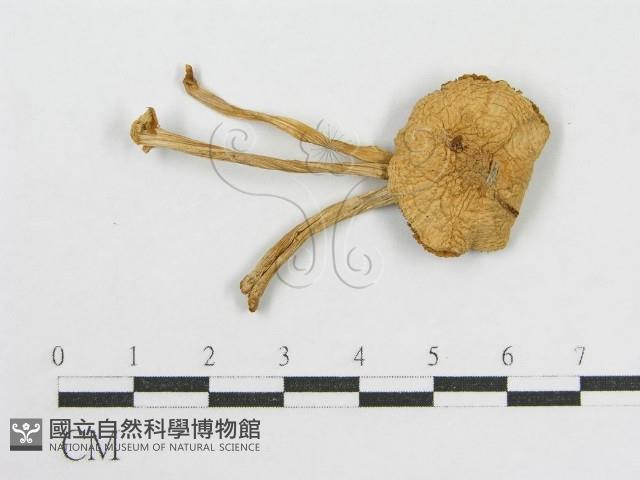 登錄號:F0007609藏品圖，第1張