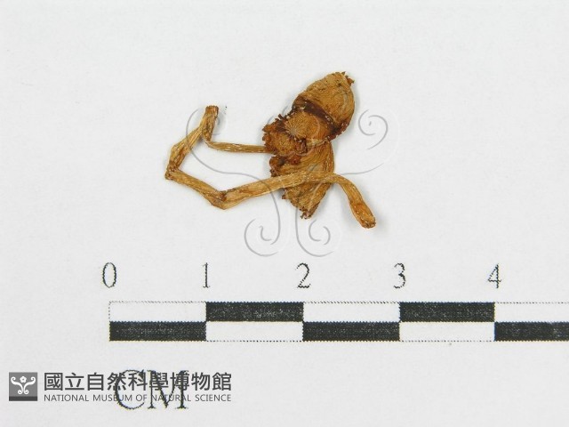 登錄號:F0005609藏品圖，第1張