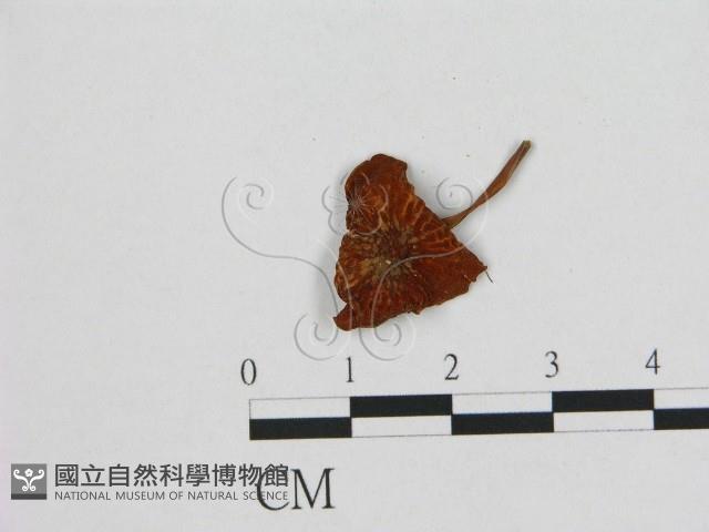 登錄號:F0015609藏品圖，第1張
