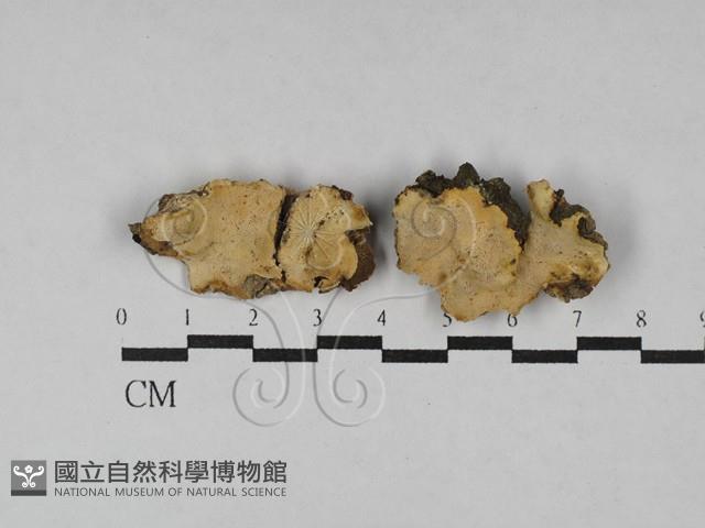 多年臥孔菌屬藏品圖，第1張